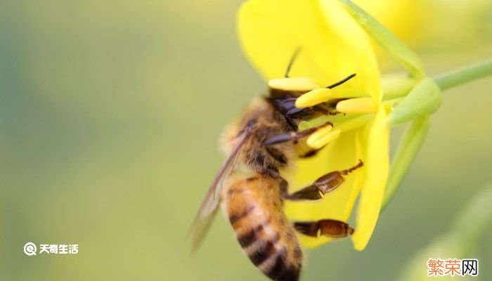 蜜蜂的品质 蜜蜂的品质和精神