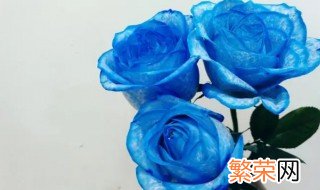 玫瑰花怎么染颜色 如何给玫瑰花染色