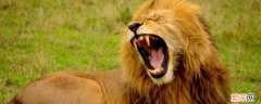 狮子怕什么动物到底谁是百兽之王 狮子怕什么动物
