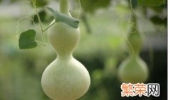 葫芦怎么保存 存放葫芦的方法