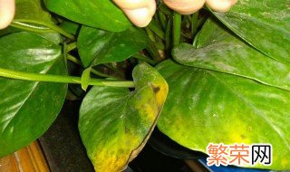 植物尖发黄缺什么 有什么解决方法