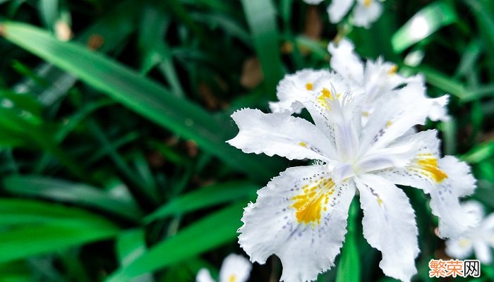 室内净化空气的植物 室内净化空气的植物有