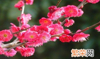 家里放梅花好吗? 家里放梅花好吗