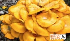 新鲜黄菇怎样储存 黄水菇怎么保存