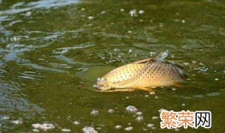 钓鲤鱼饵料 钓鲤鱼的饵料如何选择