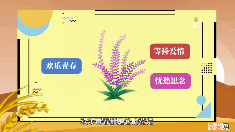 丁香花花语 丁香花花语是什么