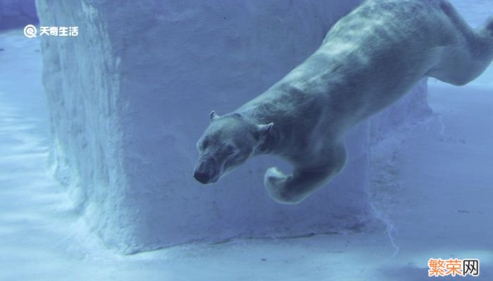 北极熊是几级保护动物 北极熊属于哪种保护动物