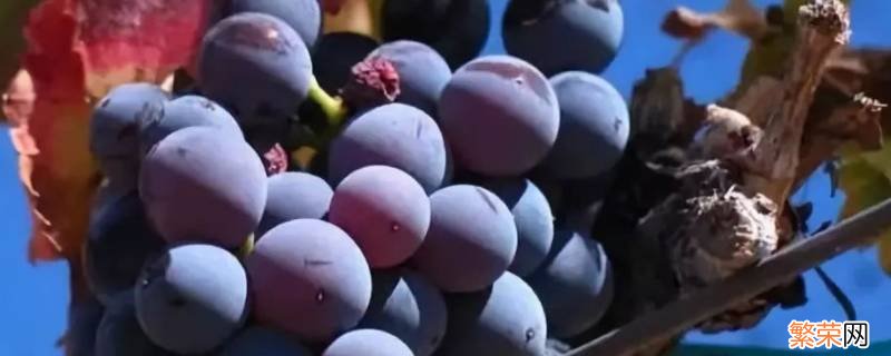 葡萄与紫罗兰的关系是什么意思 葡萄与紫罗兰的关系