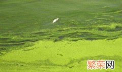 养虾起蓝藻怎么处理 以下的方法都可取
