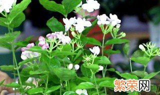 茉莉花修剪方法 茉莉花怎么修剪