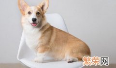 犬疫苗的保存方法 犬疫苗的保存方法是什么