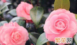 花生虫子了用什么方法能去掉 花生虫子了如何能去掉