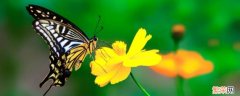 飞蛾和蝴蝶的区别在哪里 飞蛾和蝴蝶的区别