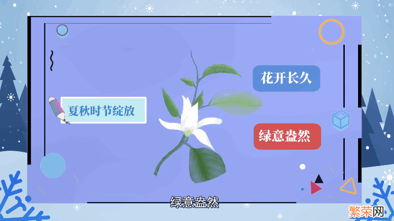 白兰花花语 白兰花花语是什么