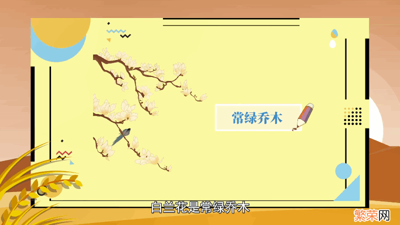 白兰花花语 白兰花花语是什么