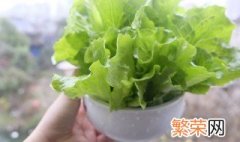 生菜的盆栽方法 盆栽生菜的种植方法