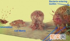 水管菌膜怎么处理 管道生物膜清除的最佳方法