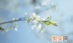 樱花怎么保存方法 樱花花瓣的保存办法