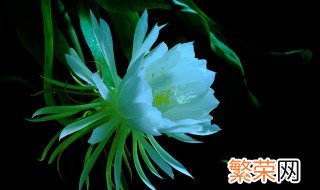 昙花花语是什么 昙花的开花时间