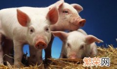 猪快速催肥的方法 如何给猪催肥