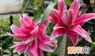 百合花种植的夏季管理事项有哪些 百合花夏天怎么管理