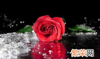 粉色玫瑰和红色玫瑰寓意是什么 粉色玫瑰和红色玫瑰的花语