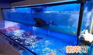 鱼缸里的海鲈鱼养殖方法 鱼缸里怎么养鲈鱼