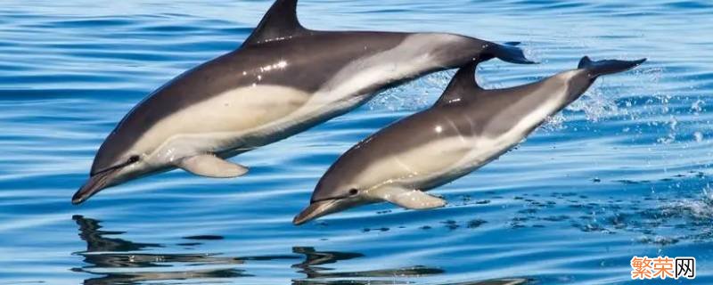 海豚是国家几级保护 中华海豚是几级保护