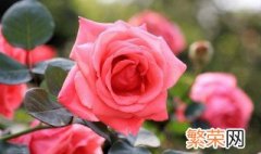 月季花苞没开就枯萎了是什么原因 月季花苞没开就枯萎的原因介绍