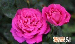 茶花掉叶子是怎么回事 茶花掉叶子的原因解析