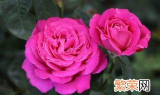 茶花掉叶子是怎么回事 茶花掉叶子的原因解析