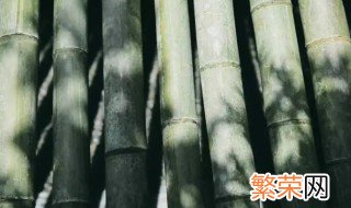 竹叶发霉怎么处理黑斑 竹子发霉怎么处理黑斑