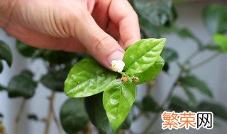 茉莉花的繁殖方法 关于茉莉花的繁殖方法