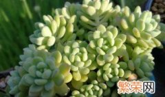 凝脂莲是怎样养殖的呢 芙蓉莲怎么养