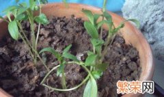 花盆沤肥方法 花盆沤肥方法是什么