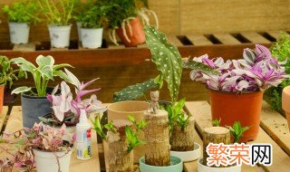 金线莲如何种植技术 金线莲有什么种植方法