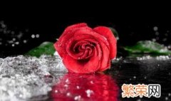 两朵红玫瑰花代表什么意思 两朵红玫瑰花代表啥意思