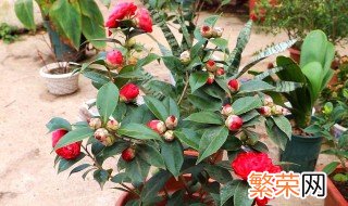 杜鹃山茶花怎么养家庭养法 怎么养杜鹃山茶花