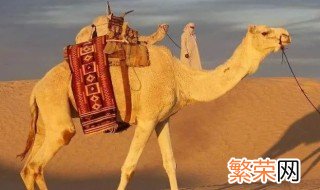 骆驼的寓意及象征 骆驼的寓意及象征介绍