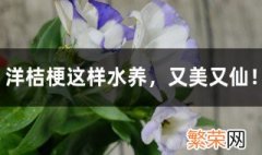 洋桔梗水培方法 洋桔梗这样水养又美又仙