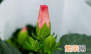 扶桑花是怎样养殖的呢 扶桑花适合家庭养殖吗