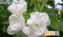 茉莉花有什么养殖方法呢 茉莉花怎么养殖方法