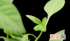 植物叶出现焦叶的原因 植物叶出现焦叶是什么原因