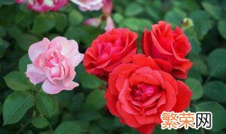 冬季月季花盆栽的养殖方法和时间 冬季月季花盆栽的养殖方法