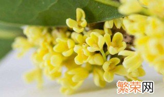 桂花可以做什么 桂花的生长特征