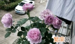 水养玫瑰花垂头了怎么补救 水养玫瑰花垂头了补救方法