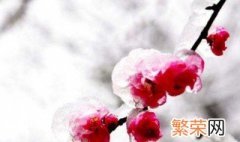 梅花有什么品质特点 梅花品质特点介绍