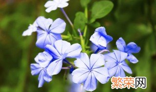 蓝雪花花语及象征意义 蓝雪花花语及象征意义是什么