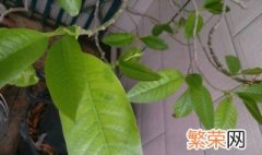 白兰花叶子发黑是什么原因 白兰花叶子发黑原因分享