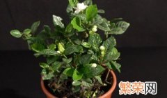 栀子花怎么水养 栀子花水养方法